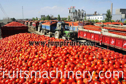 tomato jam processing plant